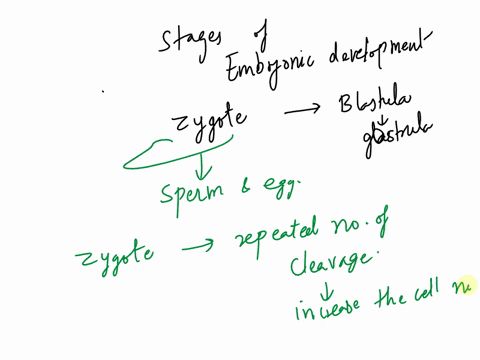 describe-the-stages-of-embryonic-development-starting-at-the-zygote-and-ending-with-theformation-of-the-gastrula-96946
