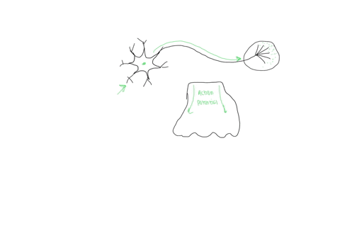 a-neurons-ability-to-generate-action-potentials-depends-question-1-choices-choice-a-on-the-axon-reaching-threshold-and-the-opening-of-voltage-gated-sodium-channels-allowing-sodium-to-enter-t-41673