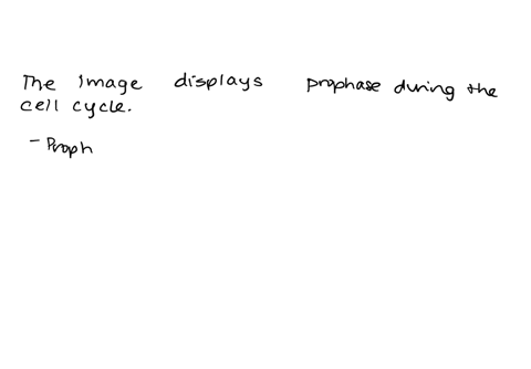 question-9-2-points-which-phase-of-the-cell-cycle-is-this-onion-cell-in-prophase-interphase-anaphase-melaphase-41463