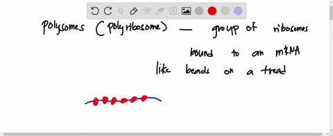 ail-of-the-following-statements-are-true-of-polysomes-except-polysomes-are-complexes-of-multiple-ribosomes-on-mrna-polysomes-are-found-in-both-eukaryotes-and-prokaryotes-polysomes-increase-t-73036