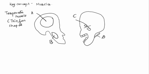 identify-the-structures-indicated-by-each-letter-in-the-image-belw-and-fill-in-their-names-in-the-corresponding-spaces-beneath-the-image-73912