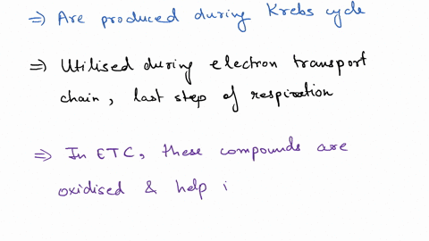 7-nadh-fadh-_____-a-are-produced-during-anaerobic-metabolism-b-are-initial-carriers-in-the-electron-transport-chain-c-cannot-be-oxidized-to-produce-atp-d-are-consumed-in-the-citric-acidkrebs-51088
