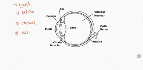 the-outer-part-of-the-eye-consists-of-what-02122