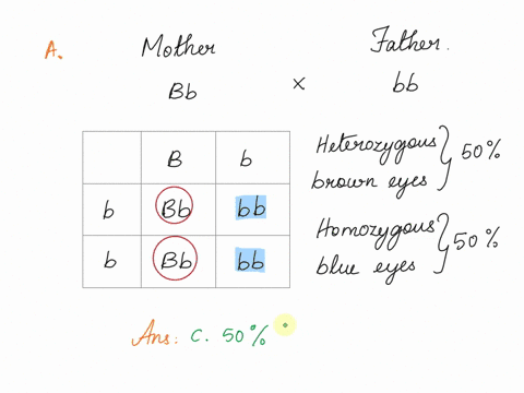 1the-eye-color-gene-has-two-alleles-the-dominant-b-brown-and-the-recessive-b-blue-lets-say-that-a-mother-has-the-genotype-bb-and-the-father-the-genotype-bb-draw-a-punnet-square-and-determine-66748