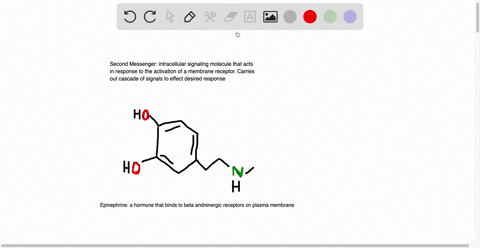 1-second-messengers-are-small-molecules-that-amplify-a-signal-in-a-transduction-pathway-which-of-the-following-is-not-a-second-messenger-molecule-a-campb-diacylglycerol-dagc-inositol-triphos-94353