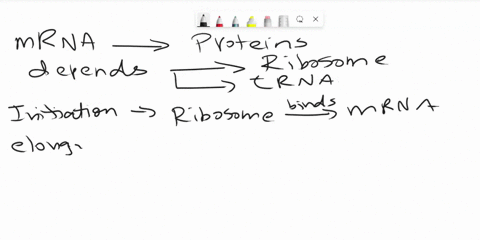 how-translation-of-mrna-depends-on-ribosomes-and-transfer-rnas-17983