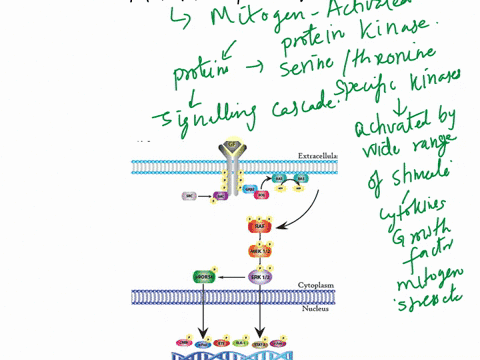 describe-in-detail-the-mapk-pathway-in-eukaryotes-what-is-the-end-result-of-this-pathway-51255