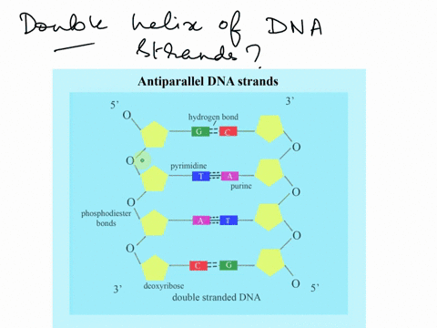 te-sands-in-double-helix-o-dna-an-comp-lementary-held-together-via-hydrogen-bonds-antipurllel-wound-around-euch-olher-with-i0-base-pain-per-um-76536