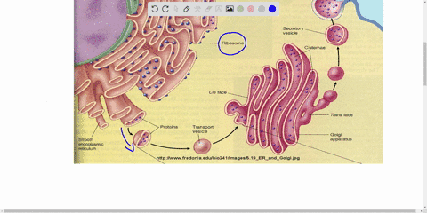 proteins-destined-for-the-golgi-apparatus-endosomes-lysosomes-and-even-the-cell-surface-must-pass-through-which-organelle-choose-one-aperoxisome-bmitochondrion-cnucleus-d-er-correct-answer-i-79441