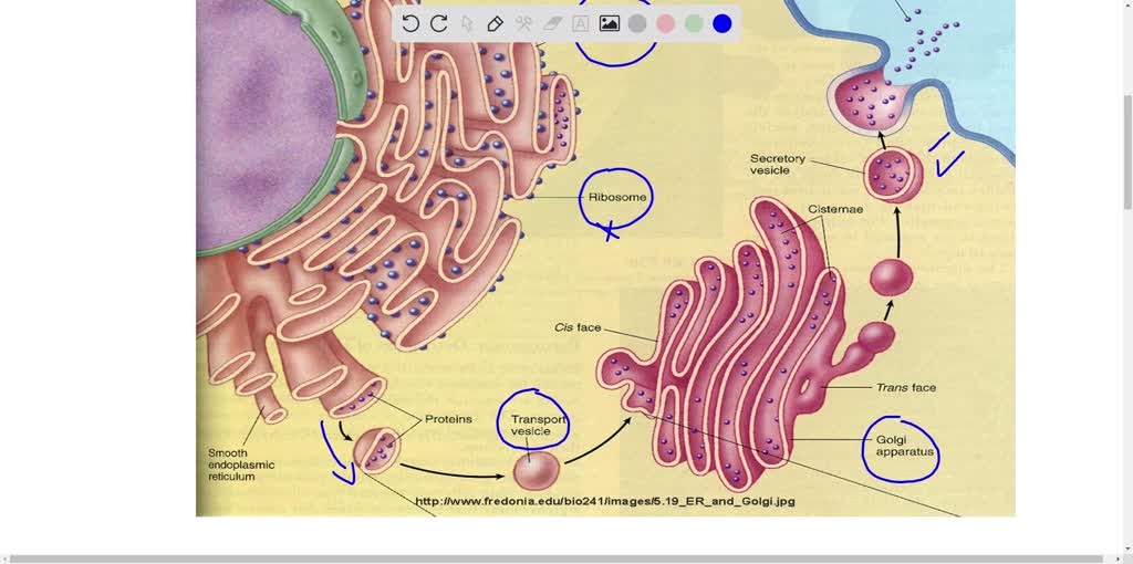 SOLVED: Q: In which organelle accumulates incorrectly folded or ...