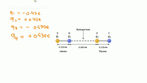 the-two-strands-of-the-dna-molecule-are-held-together-by-hydrogen-bonds-between-base-pairs-when-an-enzyme-unzips-the-molecule-to-separate-the-two-strands-it-has-to-break-these-hydrogen-bonds-72833