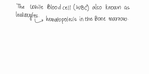 to-engulf-a-bacterium-a-white-blood-cell-would-useanswer-1-facilitated-diffusion-2-osmosis-3-phagocytosis-4-exocytosis-54859