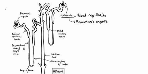 the-filtrate-leaving-the-glomerular-capsule-empties-into-the-a-distal-convoluted-tubule-b-nephron-loop-c-proximal-convoluted-tubule-d-collecting-duct-64508
