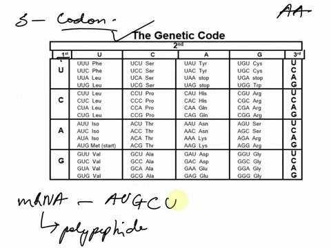 Genetic Code U C A G U Phe Ser Tyr Cys U Phe Ser Tyr Cys...