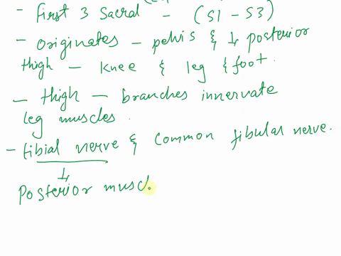 1-explain-how-the-sciatic-nerve-contributes-to-the-innervation-of-all-of-the-leg-muscles-remember-the-leg-is-the-part-of-the-lower-limb-between-the-knee-and-ankle-2-identify-the-number-class-42152