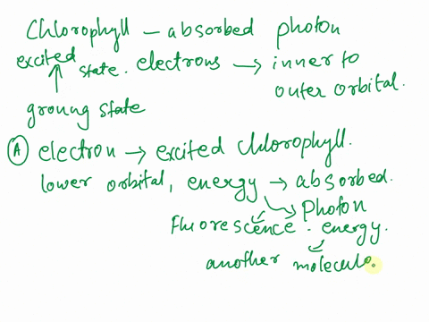 when-photon-is-absorbed-by-_-molecule-like-chlorophyll-electrons-the-are-pushed-from-molecule-shifts-from-an-inner-to-outer-orbital-ground-state-excited-state-if-the-electron-of-excited-chlo-45216