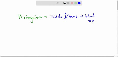 describe-the-function-and-location-of-the-perimysium-endomysium-and-epimysium-79791