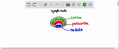 in-which-compartment-or-area-of-the-lymph-node-would-you-likely-be-able-to-find-the-highest-concentration-of-naive-mature-b-cells-select-one-0-a-medulla-0-b-cortex-c-white-pulp-d-paracortex-53596