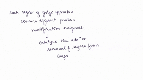 5-8pts-we-discussed-two-models-for-how-proteins-are-transported-through-the-golgi-apparatus-the-vesicle-transport-model-and-the-cisternal-maturation-model-a-why-is-it-important-for-certain-p-71862