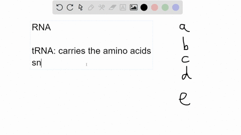 which-of-the-following-forms-of-rna-encodes-the-sequence-of-amino-acids-for-a-functional-protein-trna-snrna-mrna-rrna-scrna-46966