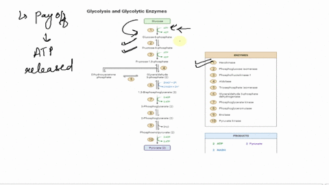 exercise-3-glycolysis-is-the-first-of-three-steps-in-cellular-respiration-review-glycolysis-by-matching-each-phrase-on-the-right-with-the-term-on-the-left-some-terms-are-used-twice-a-adp-and-08767