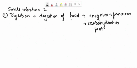 what-are-the-main-functions-of-the-small-intestine-3844