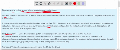 describe-or-diagram-how-a-cell-would-make-process-and-export-a-protein-make-sure-to-name-all-organelles-involved-and-name-the-transport-process-involved-32364