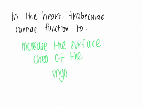 in-the-heart-trabeculae-carnae-function-to-a-attach-to-chordae-tendinae-which-anchor-the-av-valvles-b-increase-the-uptake-of-nurtients-from-blood-in-its-chambers-c-prevent-blood-from-being-stagnant-an