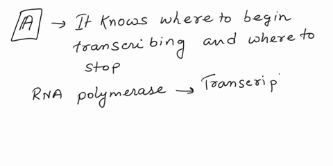 what-role-does-the-enzyme-dna-polymerase-play-in-transcription-the-promoter-and-terminator-sequences-on-dna-a-it-knows-where-to-begin-transcribing-and-where-t0-stop-b-it-knows-codons-are-nee-35118