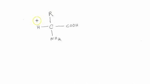 1-draw-the-structural-formula-for-a-typical-amino-acid-using-the-letter-r-representing-the-radical-group-74783