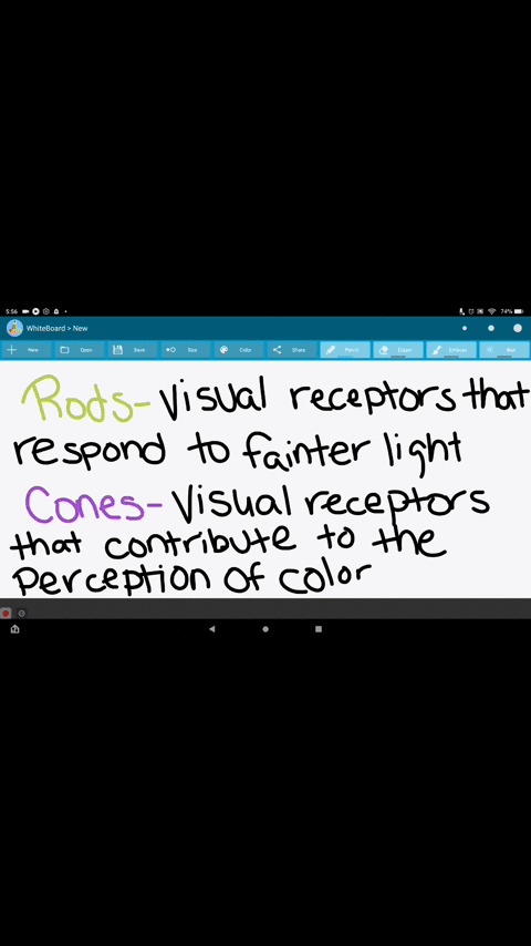 are-visual-receptors-that-respond-to-fainter-light-while-visual-receptors-that-contribute-to-the-perception-of-color-15-points-each-40488