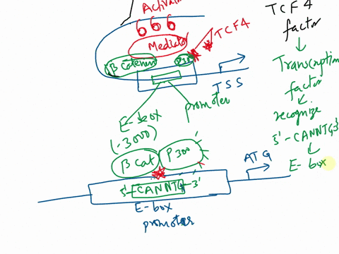 question-5-5-marks-mediator-is-protein-complex-that-is-able-to-act-as-bridge-between-transcriptional-activators-and-the-tfiid-dependent-rna-polll-machinery-draw-what-you-would-expect-the_pro-63606