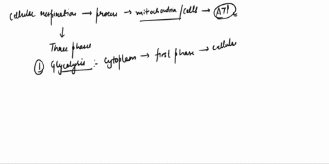 what-is-the-3-phases-of-the-cellular-respiration-process-26531