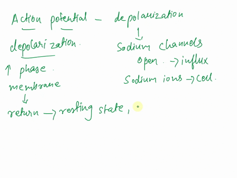 after-an-action-potential-the-opening-of-additional-voltage-gated-______-channels-and-the-inactivati-30834