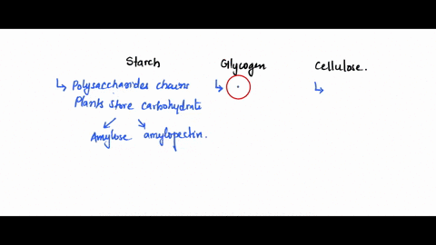determine-whether-each-phrase-describes-starch-glycogen-or-cellulose_-starch-glycogen-cellulose-answer-bank-major-storage-form-carbohydrates-in-animals-made-up-of-two-glucose-polysaccharides-95061