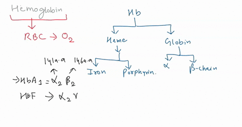 3a-the-haemoglobin-molecule-designed-transport-oxygen-around-the-body-with-reference-the-different-levels-of-organization-of-polypeptides-explain-how-this-molecule-achicves-its-function-mark-59916