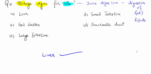 a-storage-organ-for-bile-a-liver-b-small-intestine-c-gall-bladder-d-pancreatic-duct-e-large-intestin-33284