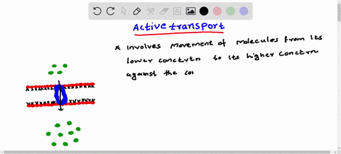 a-transport-protein-requires-atp-to-pump-sodium-ions-across-a-membrane-this-is-a-case-of-__________-77079