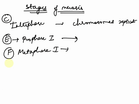 identify-the-stages-of-meiosis-on-the-diagram-answer-bank-a-in-anaphase-i-homologous-pairs-split-up-b-telophase-ii-and-cytokinesis-produces-four-cells-cinterphase-is-the-stage-in-which-the-c-52187