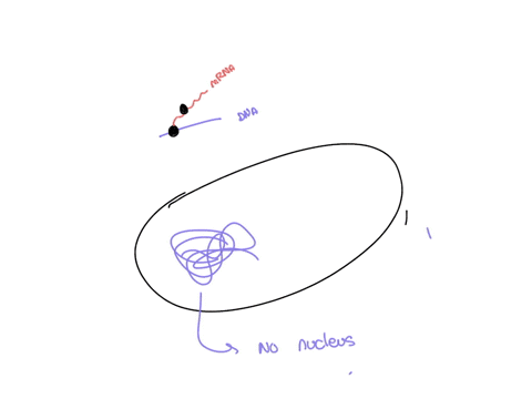 question-6-05-pts-which-of-the-following-correctly-pairs-the-organelle-with-the-function-of-the-organelle-in-prokaryotes-the-cytoskeleton-forms-a-tough-fibrous-layer-that-resists-osmotic-pre-67674