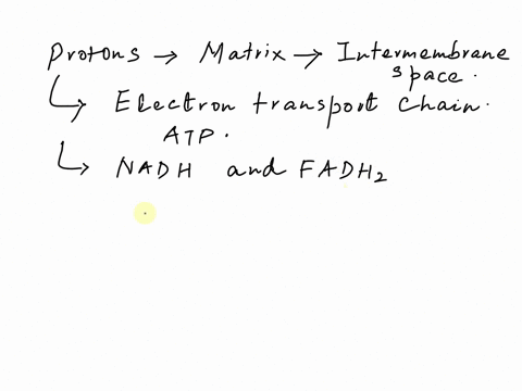 during-electron-flow-from-nadh-to-o2-each-of-the-major-enzyme-complexes-in-the-chain-a-uses-all-of-an-electronas-potential-energy-to-transport-protons-out-of-the-matrix-b-uses-all-of-an-elec-80087