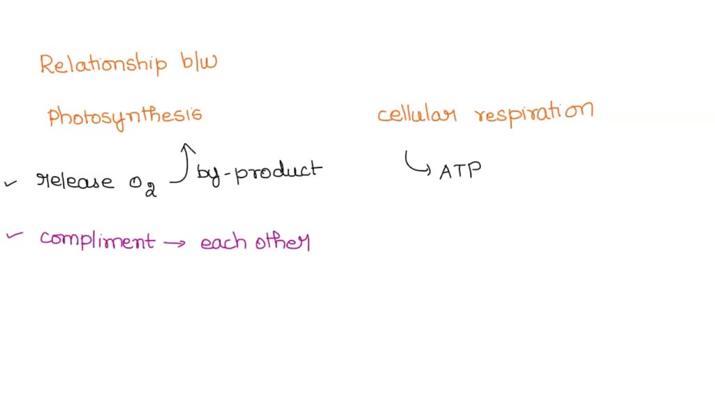 explain the relationship between the processes of photosynthesis and cellular respiration