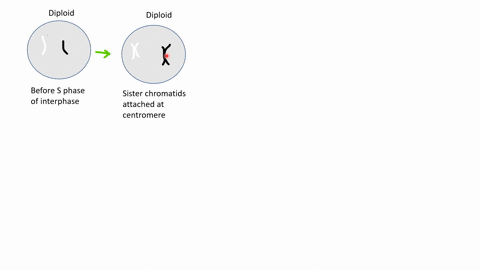 after-careful-study-of-the-major-stages-of-meiosis-above-apply-what-you-have-learned-by-matching-the-following-written-descriptions-with-the-appropriate-sketch-assume-that-the-diploid-cell-i-43577