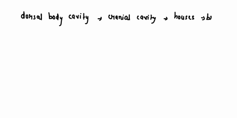 what-is-found-in-the-dorsal-body-cavity-what-membranes-support-these-structures-what-is-found-in-the-ventral-body-cavity-what-membranes-support-these-structures-in-the-ventral-body-cavity-th-72767