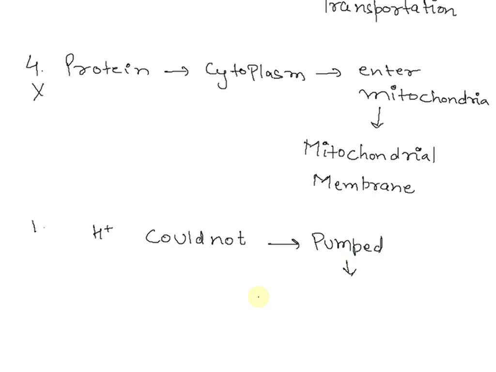 SOLVED:Mitochondria are the powerhouse of the cell and feature a double ...