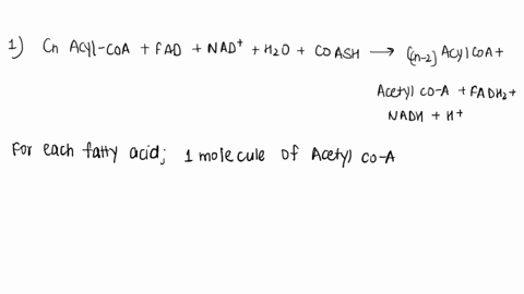 for-each-fatty-acid-1-how-many-molecules-of-acetyl-coa-are-formed-from-complete-catabolism-2-how-many-cycles-of-oxidation-are-needed-for-complete-oxidation-b-arachidonic-acid-c20h32o2-1-mole-57493