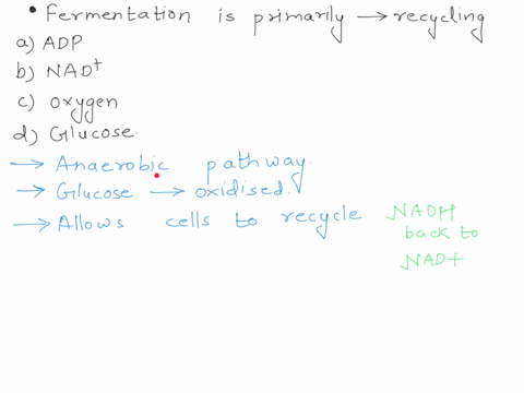 fermentation-is-primarily-involved-in-the-recycling-of-a-adp-b-mathrmnad-c-oxygen-d-glucose-95707