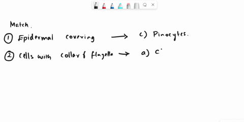 match-the-following-structures-or-functions-to-different-cell-types-1-epidermal-covering-2-cells-with-a-collar-and-flagella-3-ameboid-shape-4water-circulation-5-sperm-production-6-nutrient-t-76716