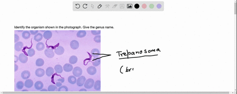identify-the-organism-shown-in-the-photograph-give-the-genus-name_-59554