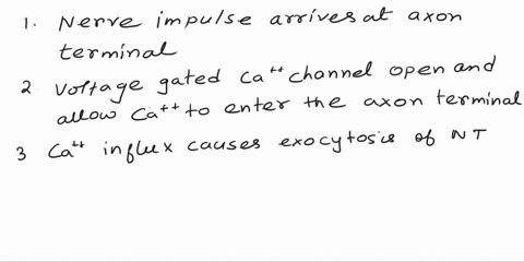 neural-tissue-lab-activity-4neurophysiology-with-release-of-neurotransmitter-molecules-at-synapses-indicate-the-order-in-which-the-following-events-occur-at-synapses-on-dendrites-the-cell-bo-44492